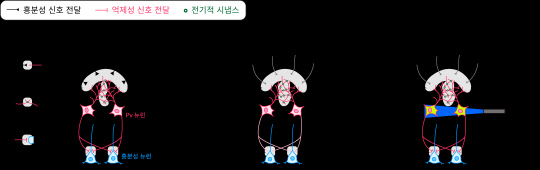 김은준 IBS 시냅스 뇌질환 연구단장 연구팀은 자폐 환자의 사회성이 떨어지는 매커니즘을 동물실험을 통해 밝혀냈다. 사진은 'Shank2' 결손 생쥐의 사회성 저하 및 광유전학 자극을 통한 회복 모식도  IBS 제공